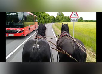 Polski koń zimnokrwisty, Wałach, 3 lat, 159 cm, Kara