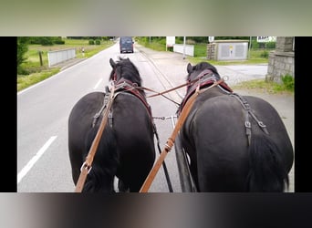 Polski koń zimnokrwisty, Wałach, 3 lat, 159 cm, Kara