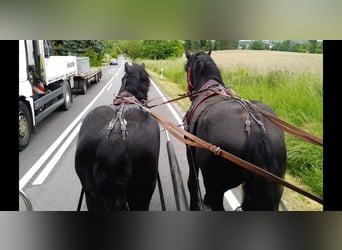 Polski koń zimnokrwisty, Wałach, 3 lat, 159 cm, Kara