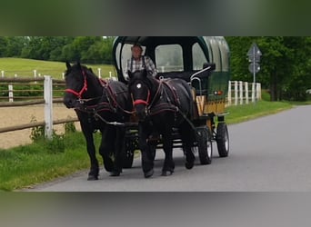 Polski koń zimnokrwisty, Wałach, 3 lat, 159 cm, Kara