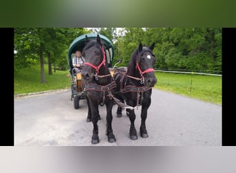 Polski koń zimnokrwisty, Wałach, 3 lat, 159 cm, Kara