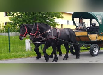 Polski koń zimnokrwisty, Wałach, 3 lat, 159 cm, Kara