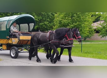 Polski koń zimnokrwisty, Wałach, 3 lat, 159 cm, Kara
