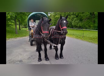 Polski koń zimnokrwisty, Wałach, 3 lat, 159 cm, Kara