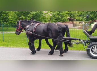 Polski koń zimnokrwisty, Wałach, 3 lat, 159 cm, Kara