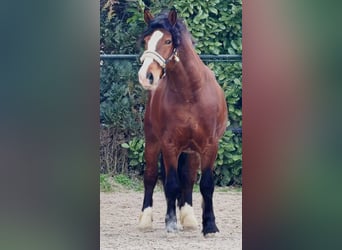 Polski koń zimnokrwisty, Wałach, 3 lat, 161 cm, Gniada