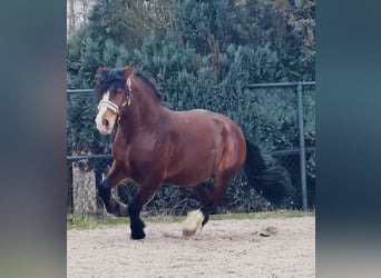 Polski koń zimnokrwisty, Wałach, 3 lat, 161 cm, Gniada