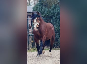 Polski koń zimnokrwisty, Wałach, 3 lat, 161 cm, Gniada