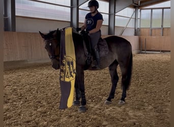 Polski koń zimnokrwisty, Wałach, 3 lat, 162 cm, Ciemnogniada