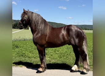 Polski koń zimnokrwisty, Wałach, 3 lat, 164 cm, Ciemnokasztanowata