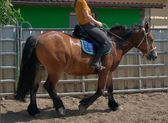 Polski koń zimnokrwisty, Wałach, 4 lat, 155 cm, Jasnogniada