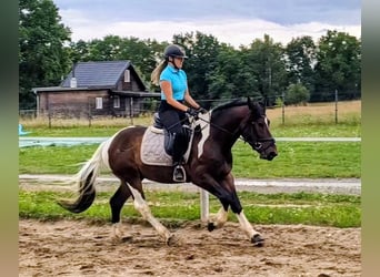 Polski koń zimnokrwisty Mix, Wałach, 4 lat, 156 cm, Srokata