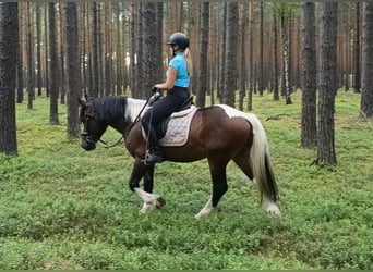 Polski koń zimnokrwisty Mix, Wałach, 4 lat, 156 cm, Srokata