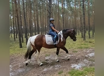 Polski koń zimnokrwisty Mix, Wałach, 4 lat, 156 cm, Srokata