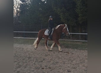 Polski koń zimnokrwisty, Wałach, 4 lat, 160 cm, Ciemnokasztanowata