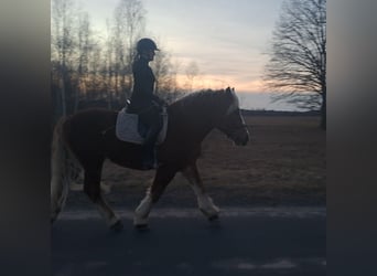 Polski koń zimnokrwisty, Wałach, 4 lat, 160 cm, Ciemnokasztanowata