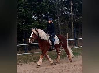 Polski koń zimnokrwisty, Wałach, 4 lat, 160 cm, Ciemnokasztanowata