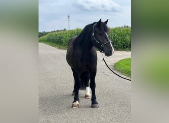 Polski koń zimnokrwisty, Wałach, 4 lat, 160 cm