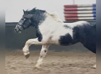 Polski koń zimnokrwisty, Wałach, 4 lat, 160 cm, Srokata