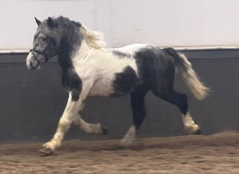 Polski koń zimnokrwisty, Wałach, 4 lat, 160 cm, Srokata