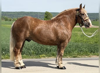 Polski koń zimnokrwisty, Wałach, 4 lat, 165 cm, Ciemnokasztanowata
