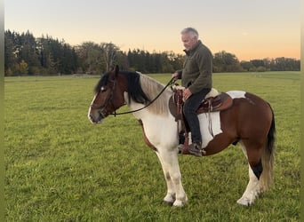Polski koń zimnokrwisty, Wałach, 4 lat, 165 cm, Srokata