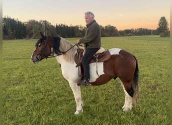 Polski koń zimnokrwisty, Wałach, 4 lat, 165 cm, Srokata