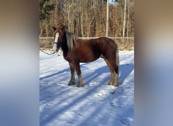 Polski koń zimnokrwisty, Wałach, 5 lat, 155 cm, Kasztanowata