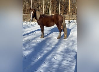 Polski koń zimnokrwisty, Wałach, 5 lat, 155 cm, Kasztanowata