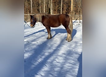 Polski koń zimnokrwisty Mix, Wałach, 5 lat, 165 cm, Kasztanowata