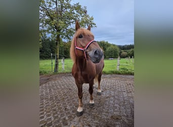 Polski koń zimnokrwisty, Wałach, 7 lat, 155 cm, Ciemnokasztanowata
