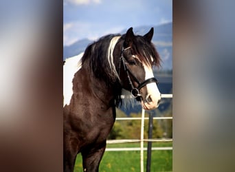 Polski koń zimnokrwisty, Wałach, 7 lat, 155 cm, Srokata