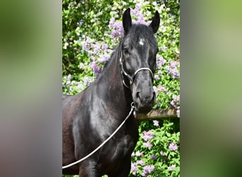 Polski koń zimnokrwisty, Wałach, 7 lat, 160 cm, Kara