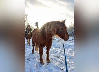 Polski koń zimnokrwisty, Wałach, 9 lat, 155 cm, Kasztanowata