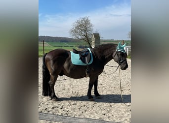 Polski koń zimnokrwisty, Wałach, 9 lat, 155 cm