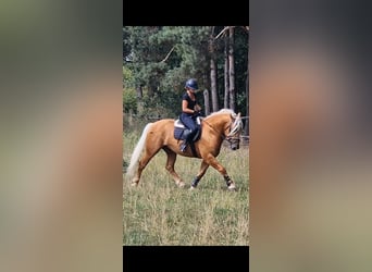 Polski koń zimnokrwisty, Wałach, 4 lat, 155 cm, Izabelowata
