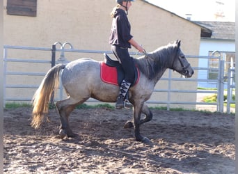 Polski koń zimnokrwisty Mix, Wałach, 4 lat, 155 cm, Siwa jabłkowita