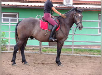 Polski koń zimnokrwisty, Wałach, 4 lat, 158 cm, Ciemnokasztanowata