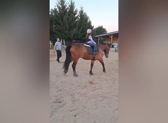 Polski koń zimnokrwisty Mix, Wałach, 4 lat, 160 cm, Gniada