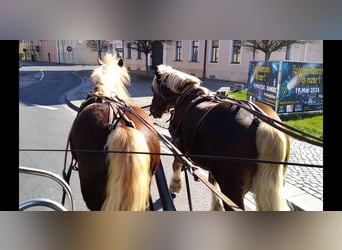 Polski koń zimnokrwisty, Wałach, 4 lat, 160 cm, Kasztanowata