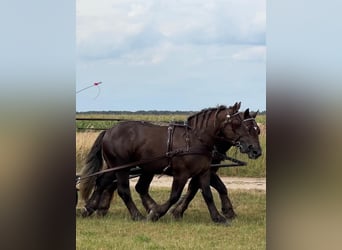 Polski koń zimnokrwisty, Wałach, 4 lat, 164 cm, Ciemnokasztanowata