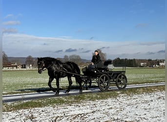 Polski koń zimnokrwisty, Wałach, 4 lat, 172 cm, Kara