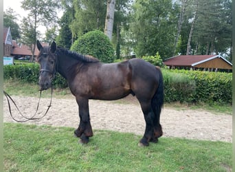 Polski koń zimnokrwisty, Wałach, 5 lat, 165 cm, Ciemnogniada