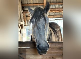 Polski koń zimnokrwisty, Wałach, 5 lat, 170 cm, Może być siwy