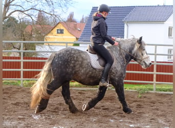 Polski koń zimnokrwisty Mix, Wałach, 7 lat, 155 cm, Siwa jabłkowita