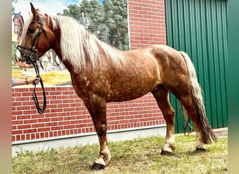 Polski koń zimnokrwisty, Wałach, 8 lat, 164 cm, Kasztanowata