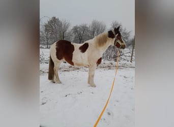 Polski koń zimnokrwisty, Wałach, 9 lat, 154 cm, Srokata