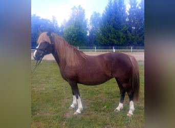 Polski kuc wierzchowy Mix, Klacz, 10 lat, 138 cm, Ciemnokasztanowata