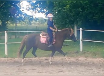 Polski kuc wierzchowy Mix, Klacz, 10 lat, 138 cm, Ciemnokasztanowata