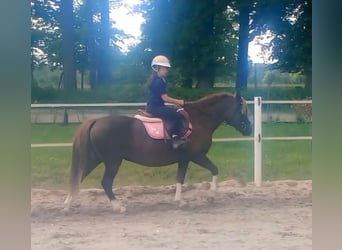 Polski kuc wierzchowy Mix, Klacz, 10 lat, 138 cm, Ciemnokasztanowata